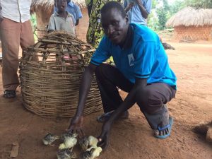 Olupot's turkey hatched 8 chicks.